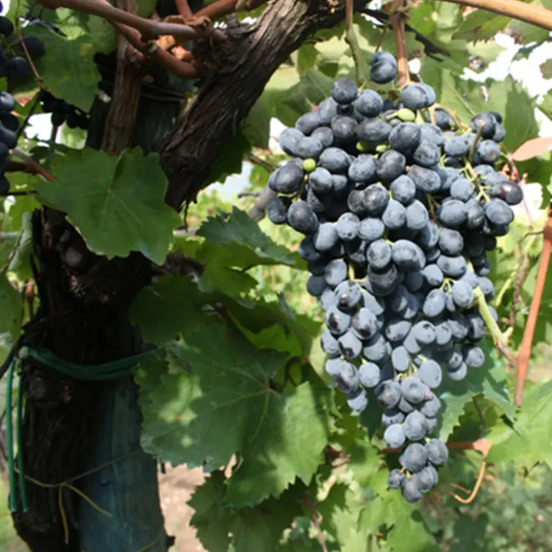 Barbera del Sannio