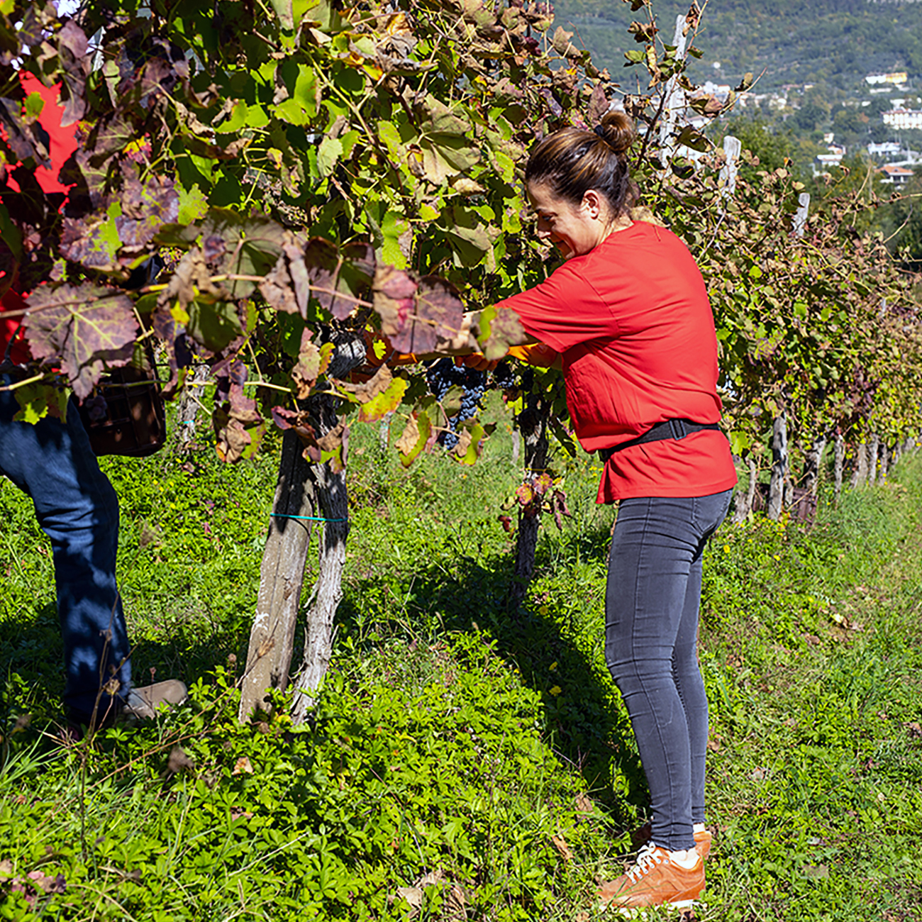 Aglianico del Taburno la raccolta